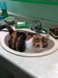 Arya lying in the bathroom sink - 10 minutes after Marelyn finished 'sparkling' it - December 2014